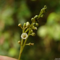 Maesa indica (Roxb.) Sweet